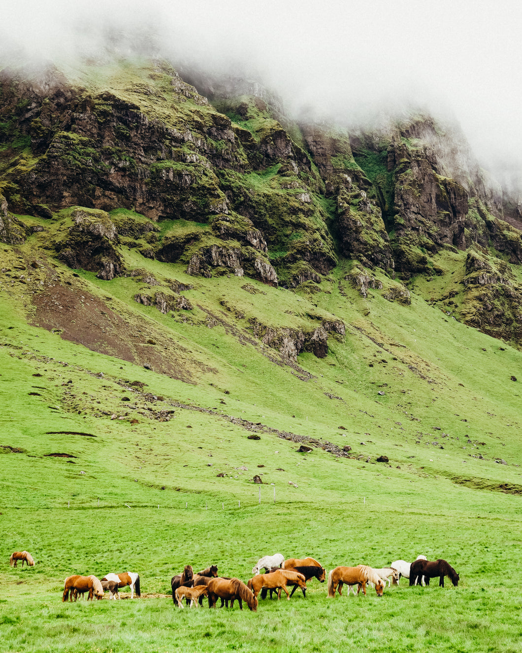 Icelandic Horses