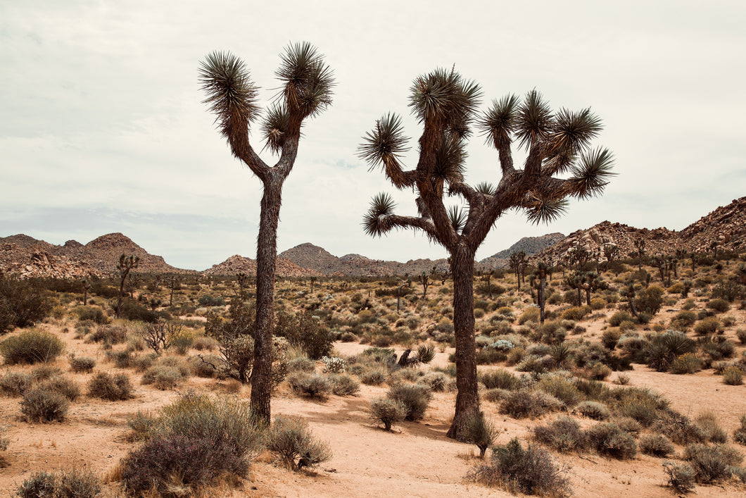 Joshua Tree